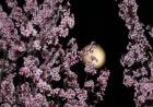 April's Pink Moon 2019: What Is It, Timings, and How Can You Watch the Full Moon? 